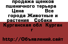продажа щенков пшеничного терьера › Цена ­ 35 000 - Все города Животные и растения » Собаки   . Курганская обл.,Курган г.